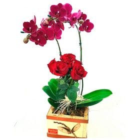 Orquídea no cachepo de madeira com junção de 6 botões de rosas