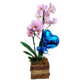 Orquídea phaleanopsis montado no cachepo de madeira, com balão metalizado