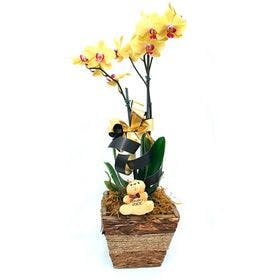 Orquídea phaleanopsis montado no cachepo de madeira com pelúcia