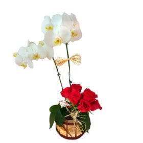 Orquídea phaleanopsis branca com rosas vermelhas